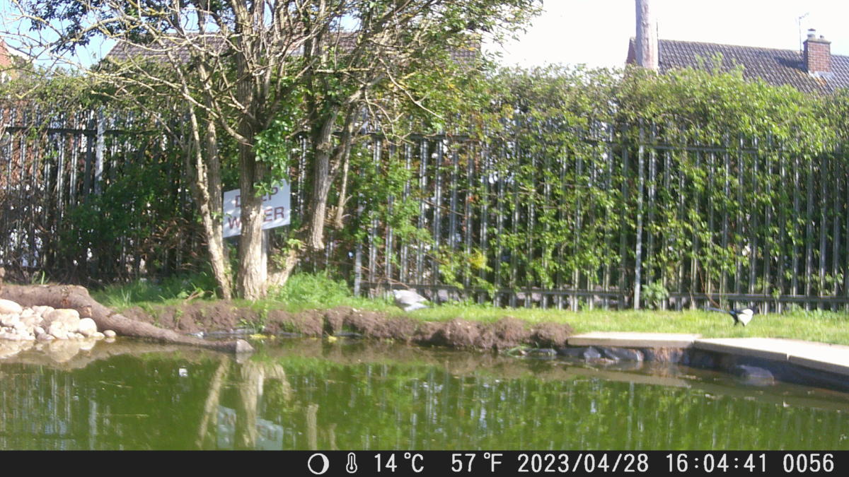 School Pond Webcam