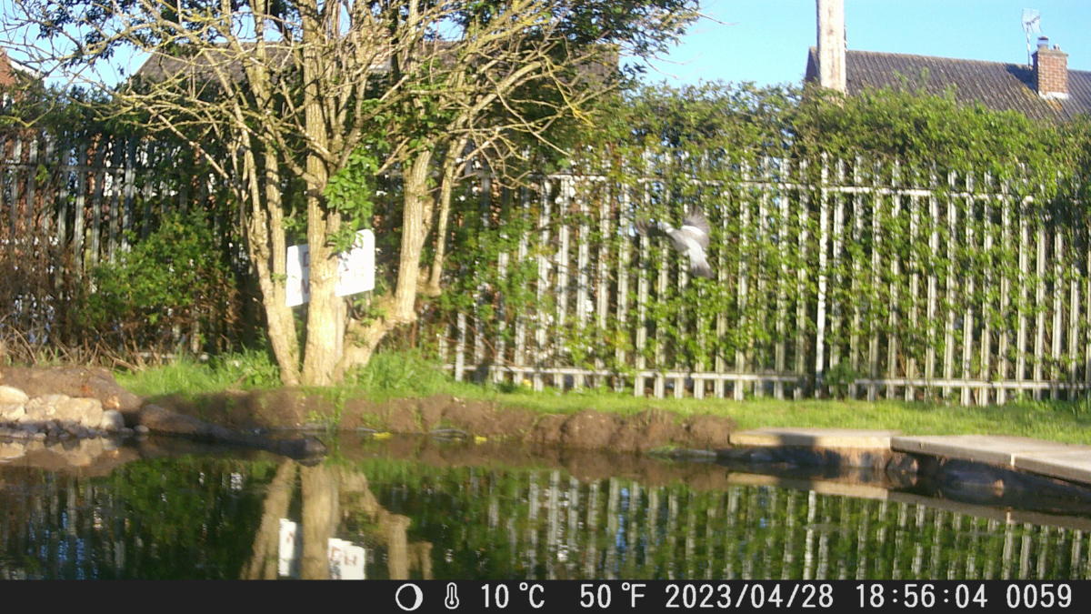 School Pond Webcam