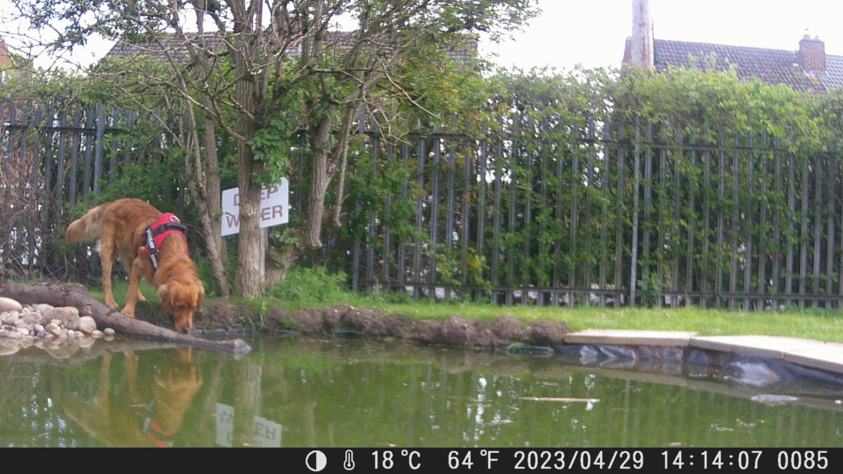 School Pond Webcam