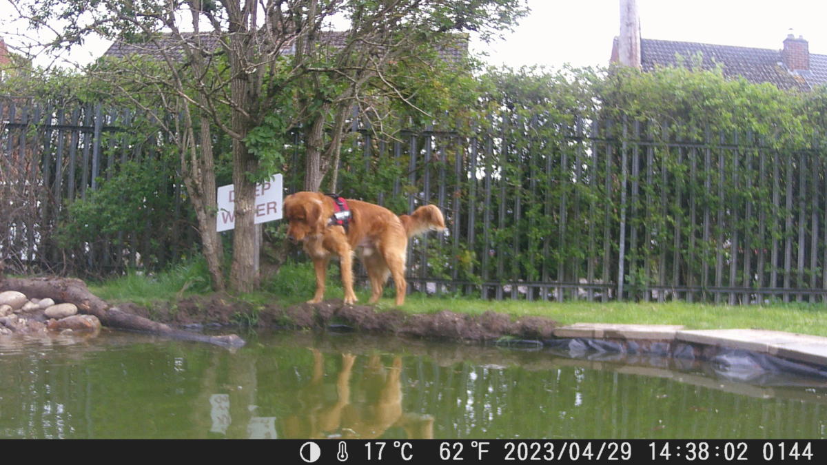 School Pond Webcam