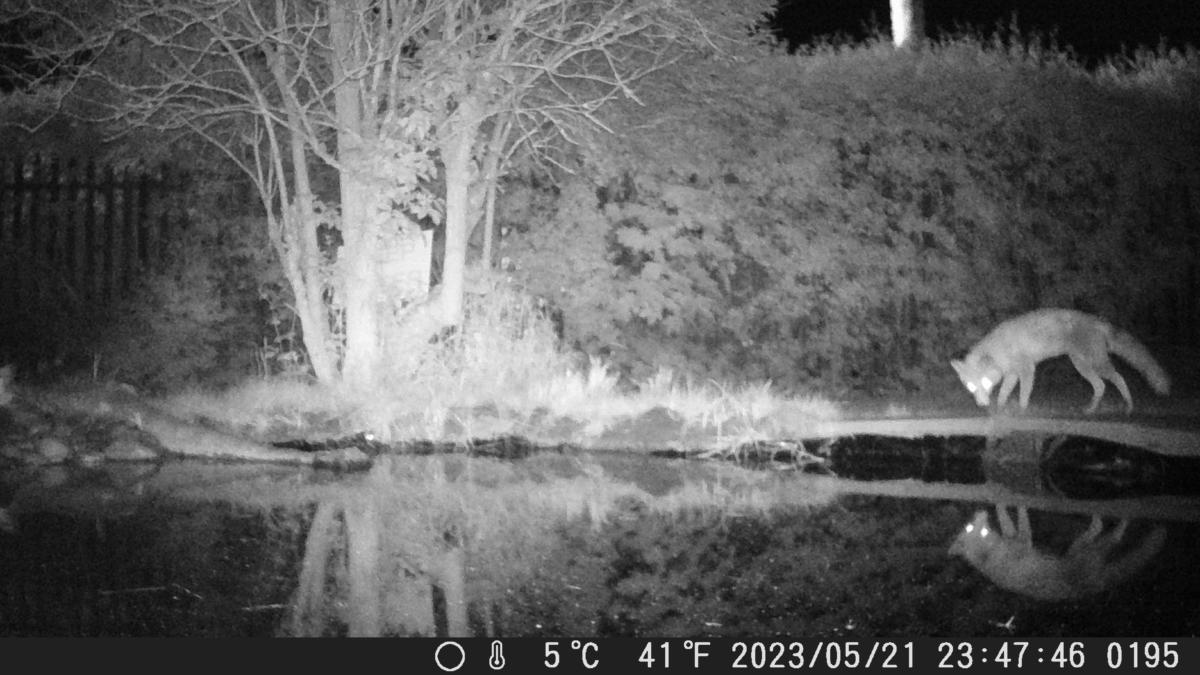 Fox visits us at night