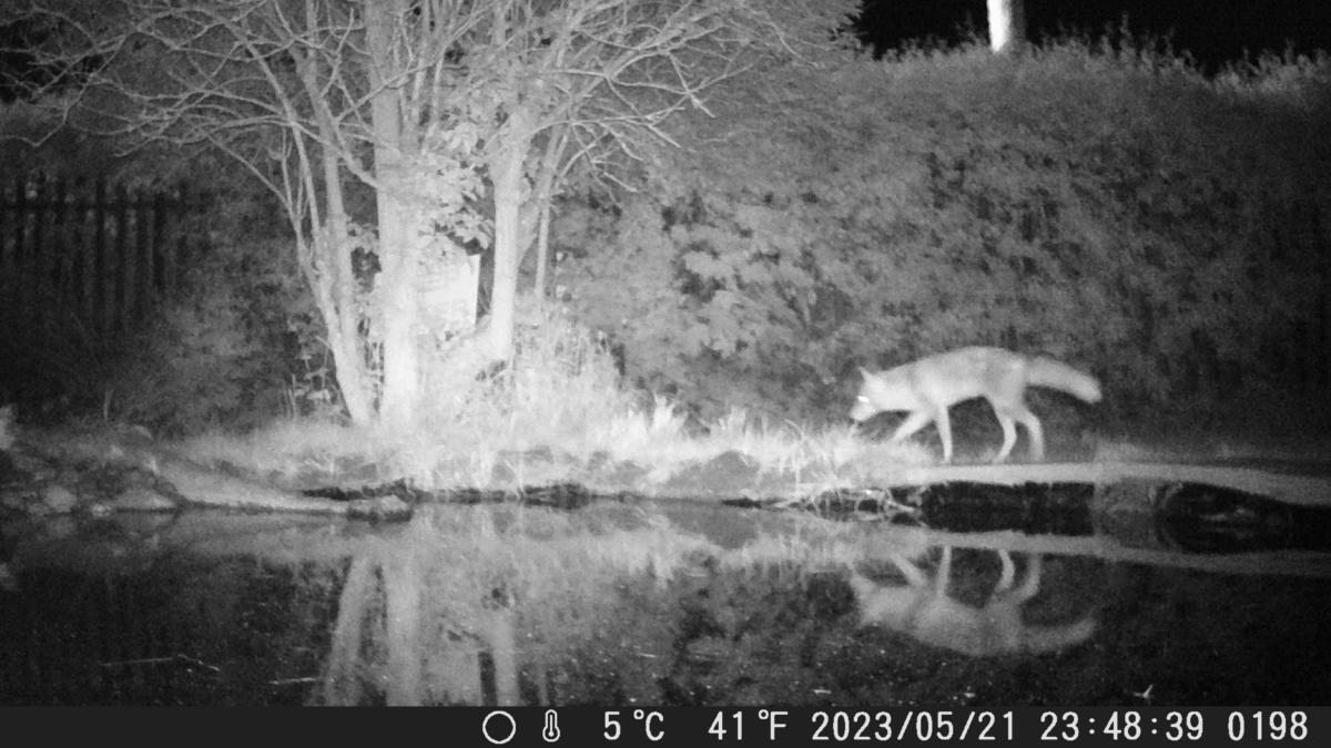 Fox exploring our pond