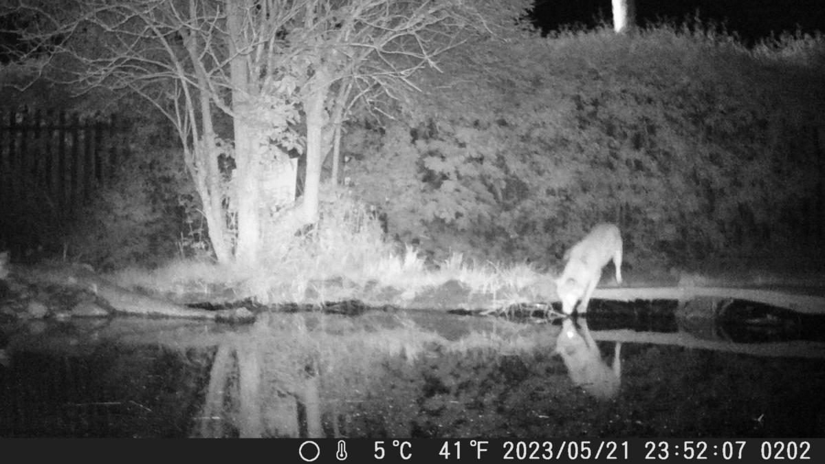 Fox drinking from our pond