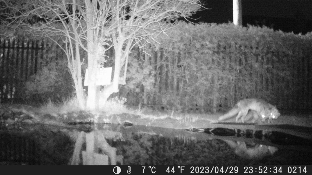 School Pond Webcam