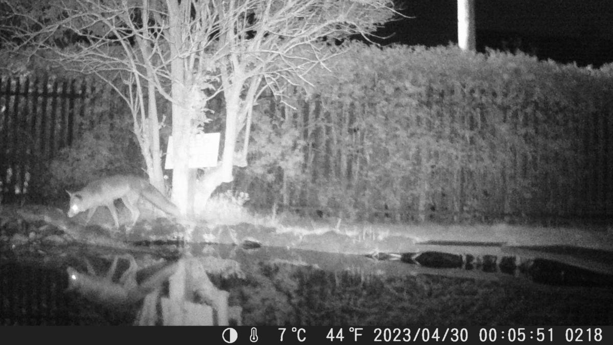 School Pond Webcam