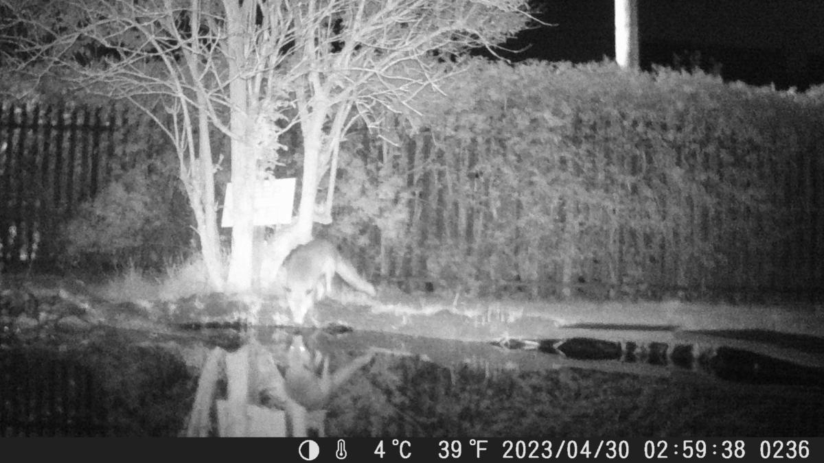 School Pond Webcam