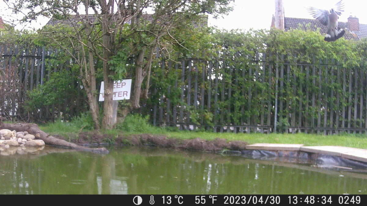 School Pond Webcam