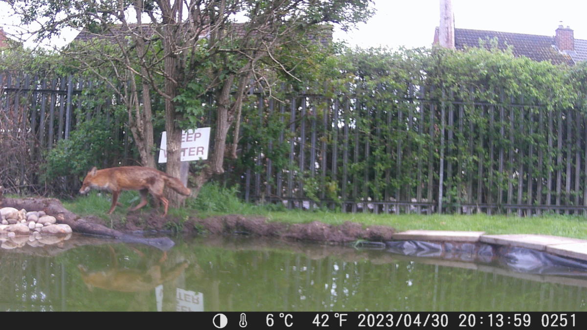 School Pond Webcam