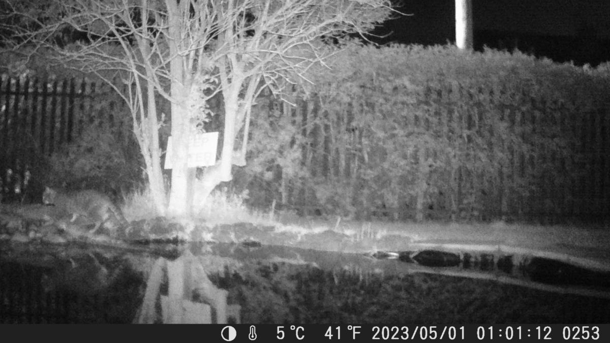 School Pond Webcam