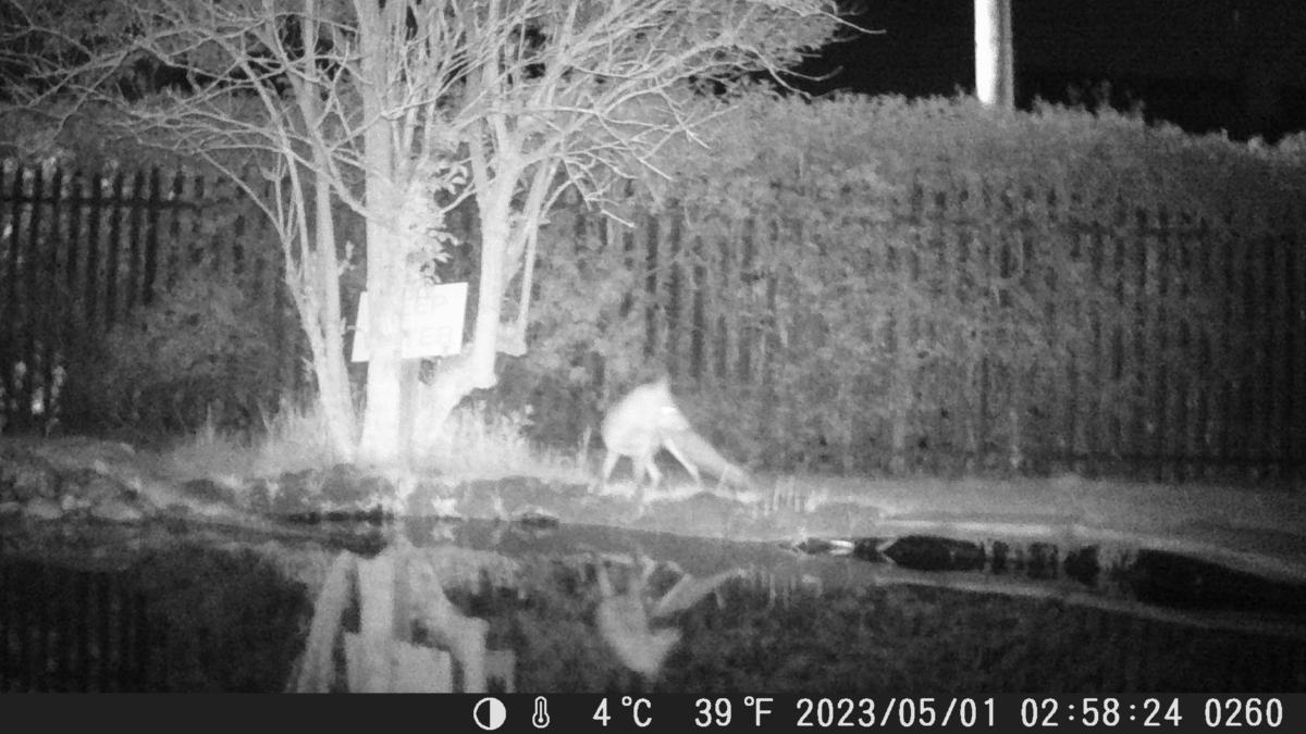 School Pond Webcam