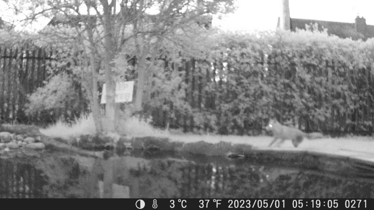 School Pond Webcam