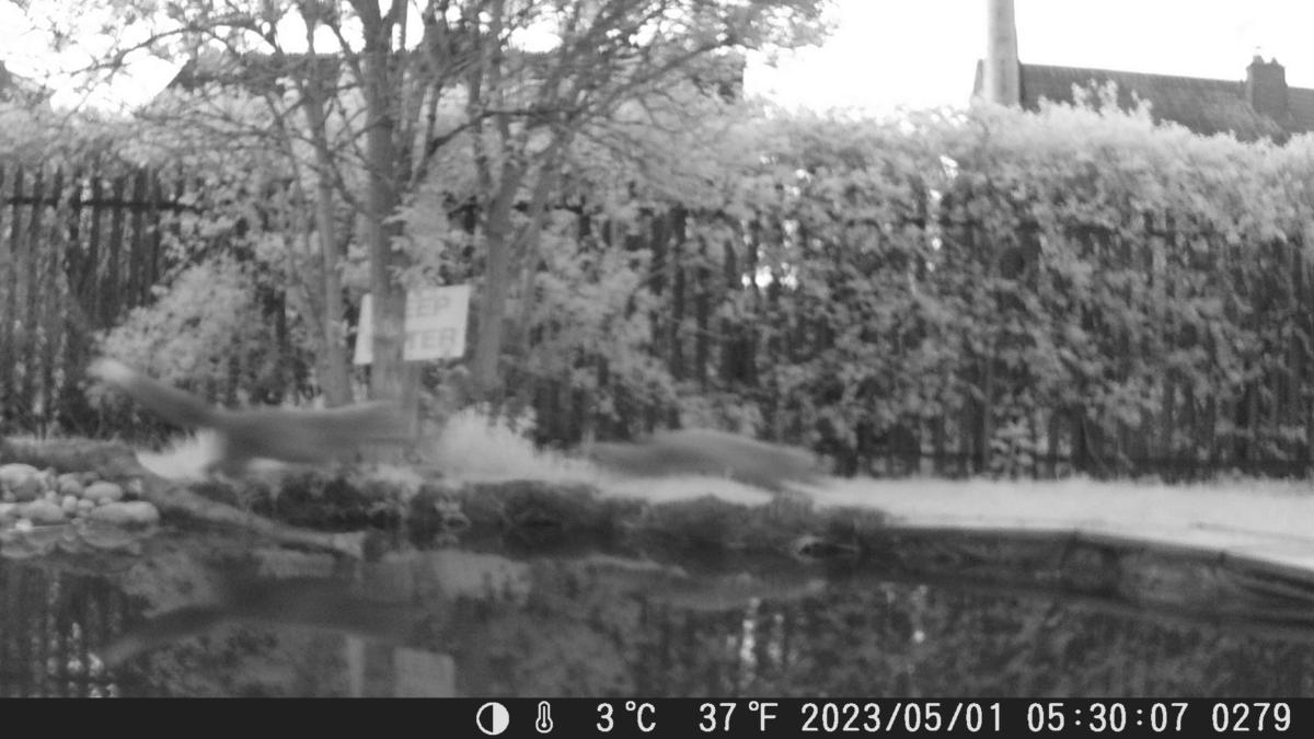 School Pond Webcam