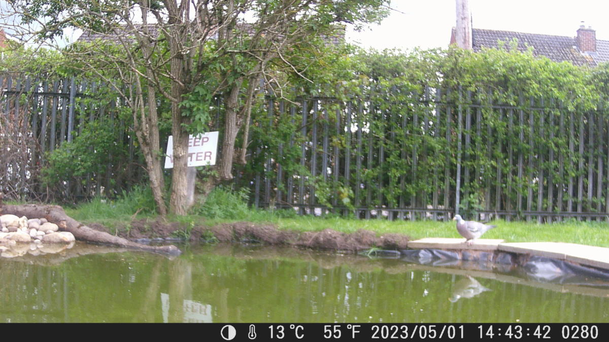School Pond Webcam