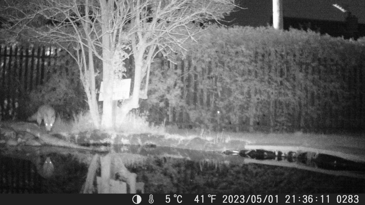 School Pond Webcam