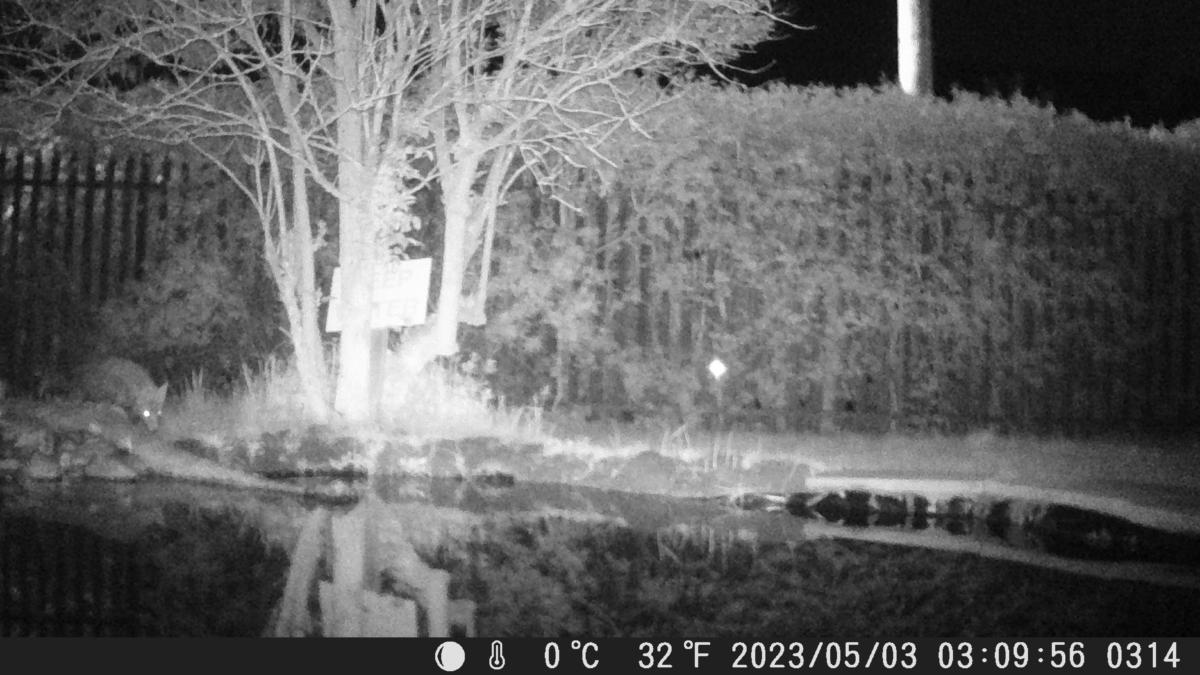 School Pond Webcam