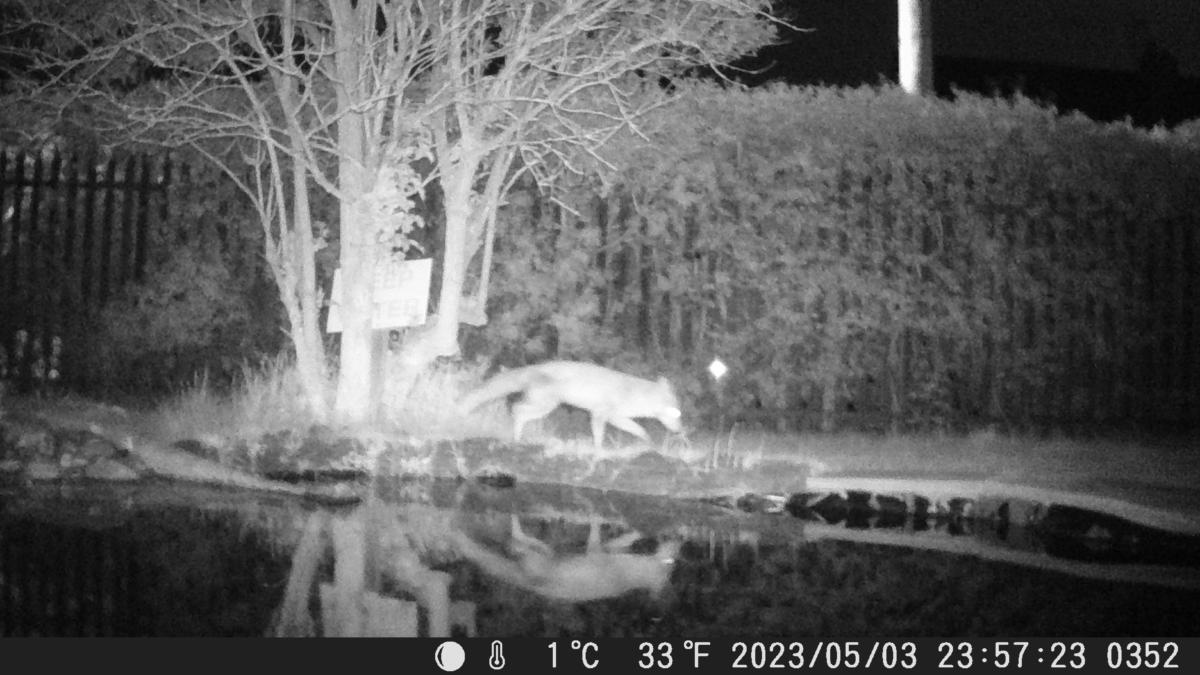 School Pond Webcam
