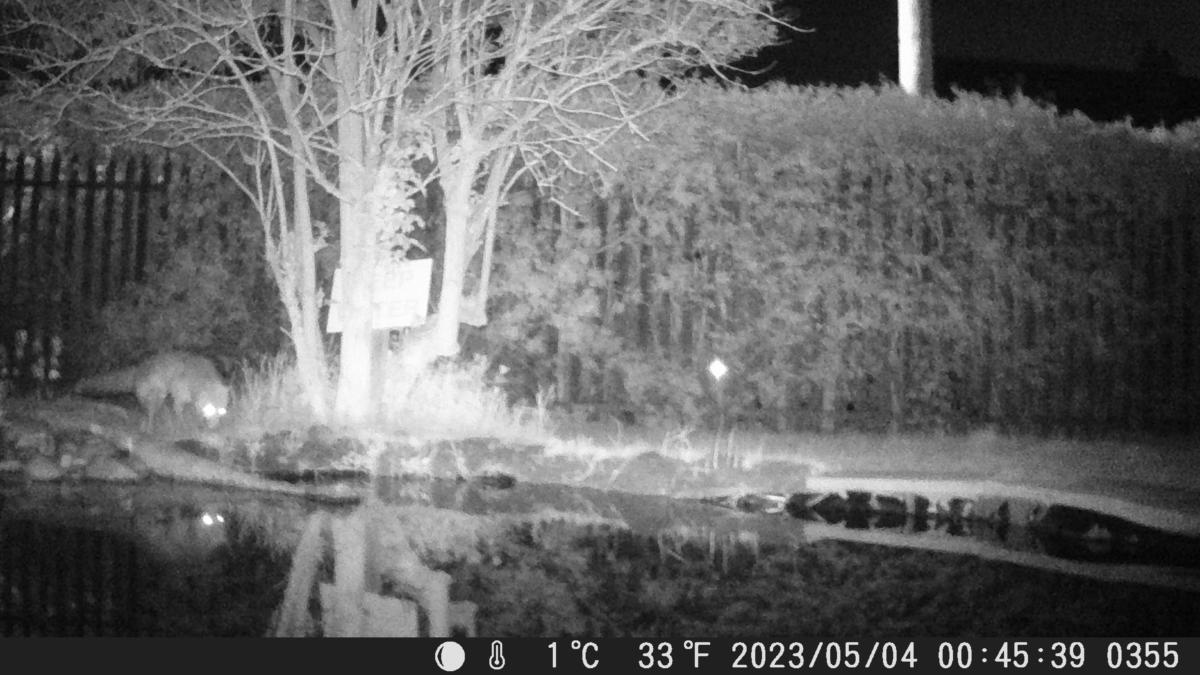 School Pond Webcam