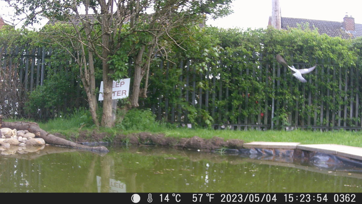 School Pond Webcam
