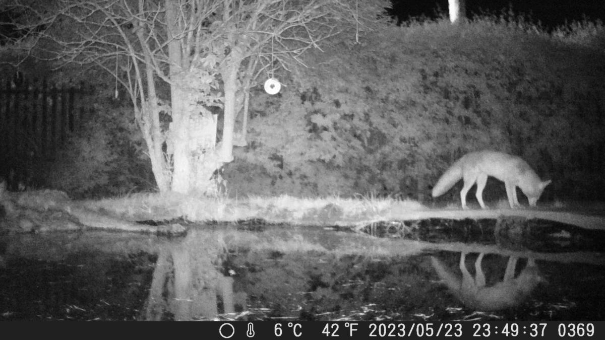 The fox is back
