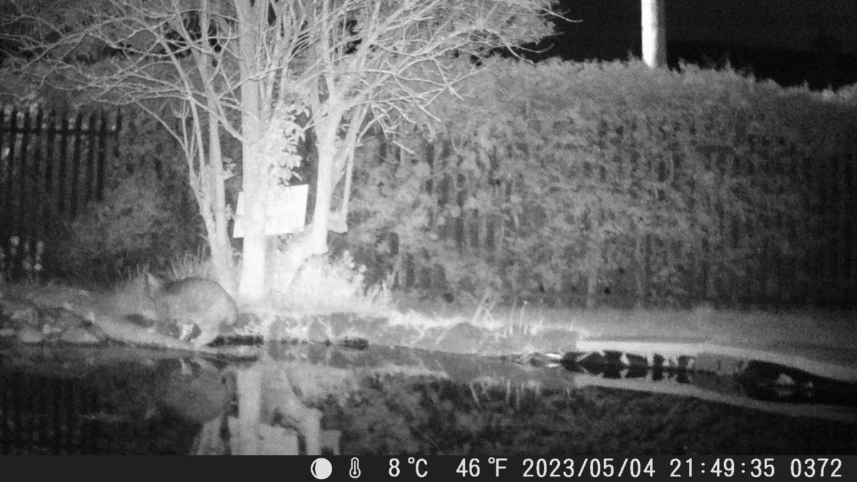 School Pond Webcam
