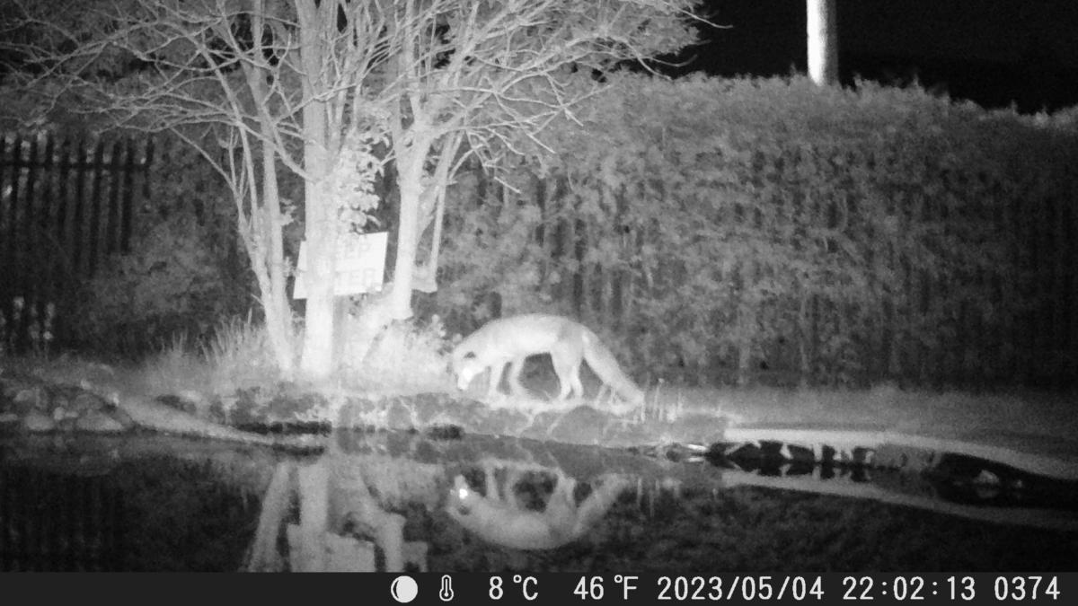 School Pond Webcam