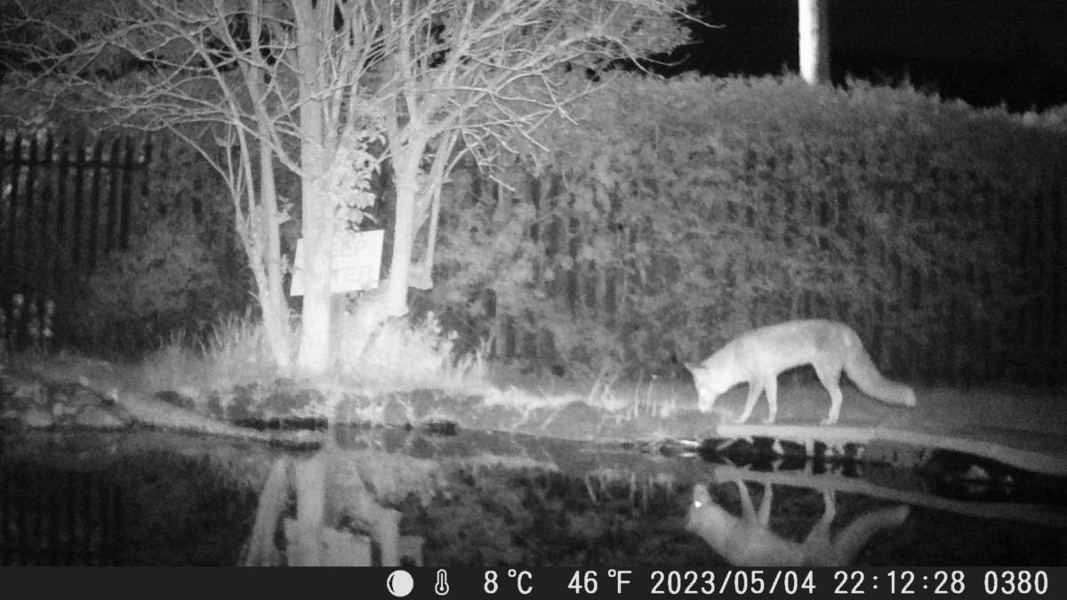 School Pond Webcam