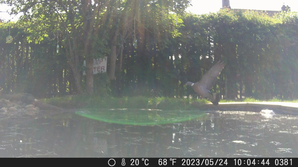Pigeon flying over our pond