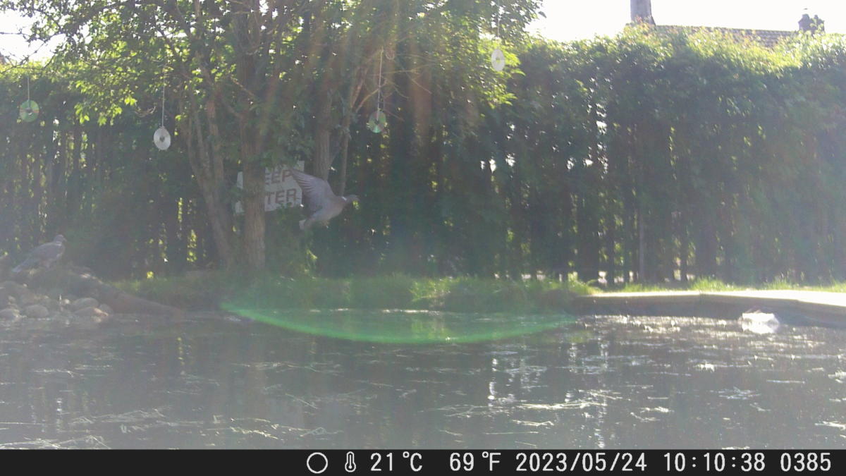 Pigeon flying over our pond