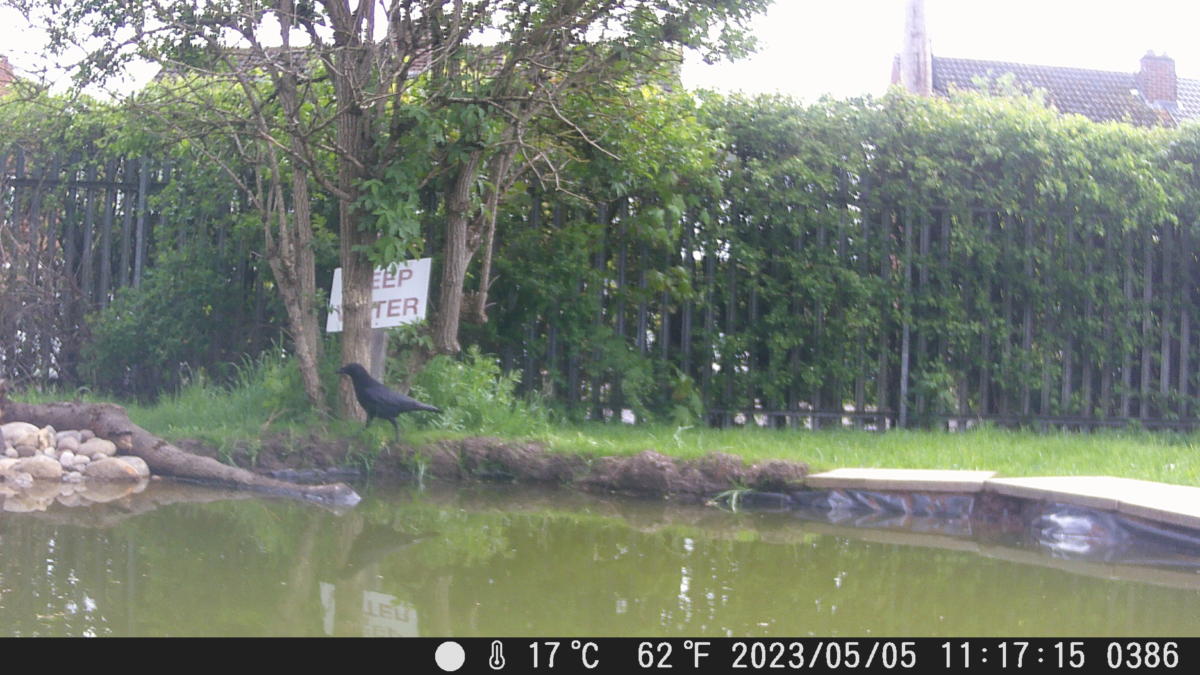 School Pond Webcam