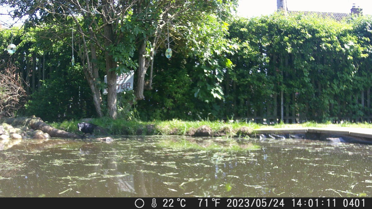 Crow fishing in our pond