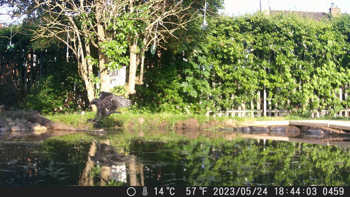 Crow fishing in our pond