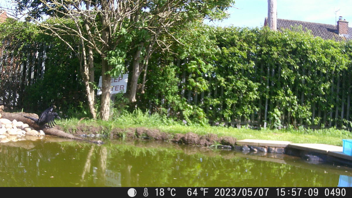 School Pond Webcam