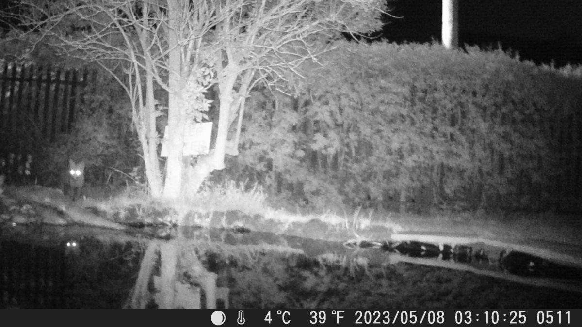 School Pond Webcam
