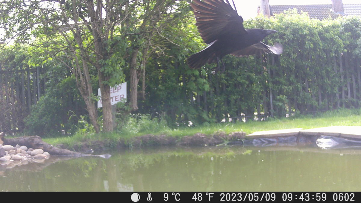 School Pond Webcam