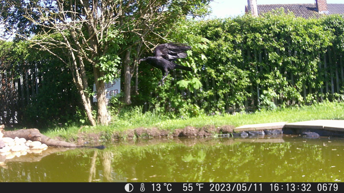 School Pond Webcam