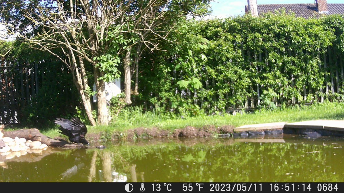 School Pond Webcam