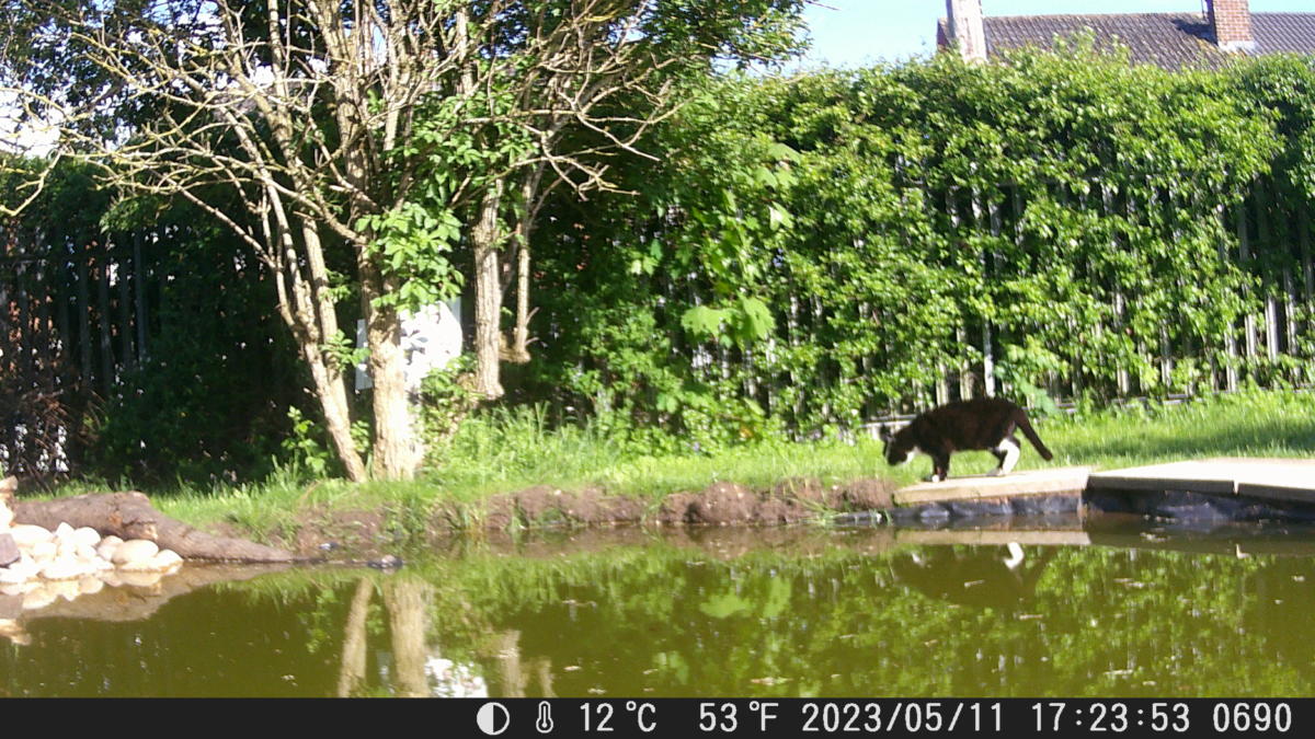School Pond Webcam