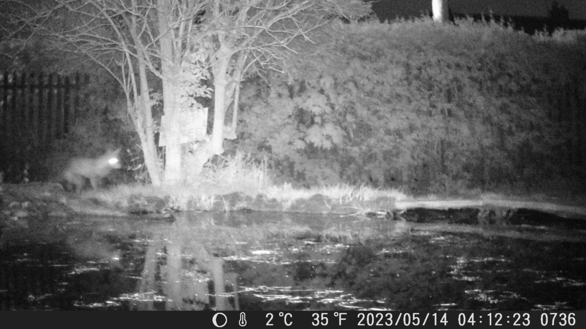 Fox exploring around the pond