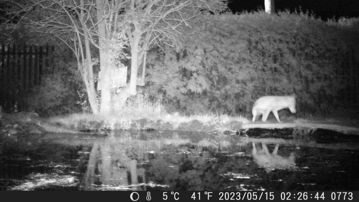 Fox exploring around the pond