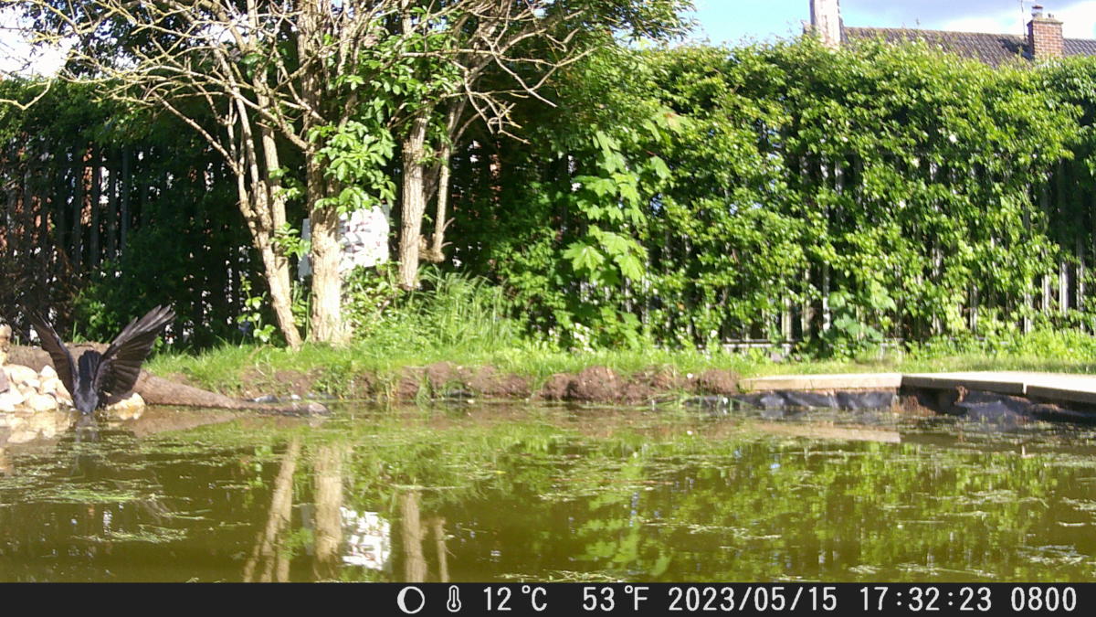 Crow fishing in the pond