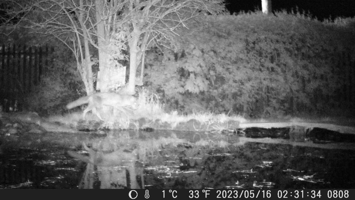 Fox running around