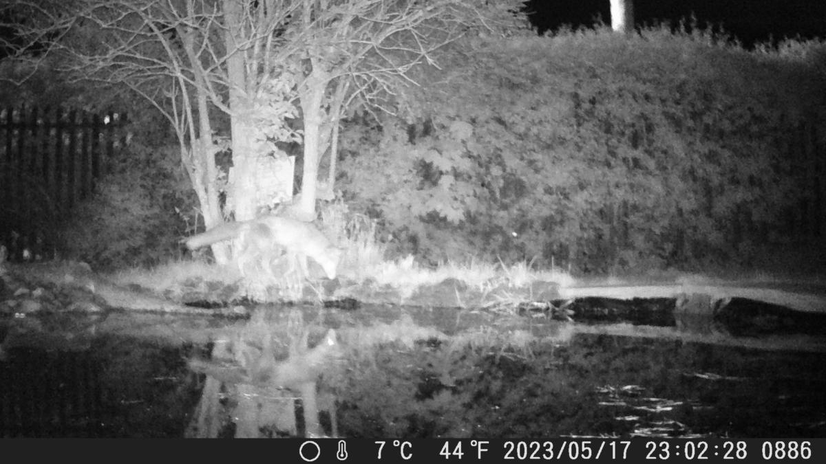 Fox exploring our pond again