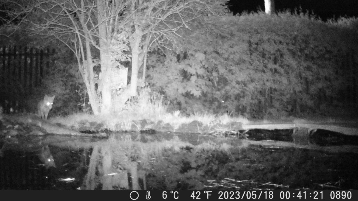 Fox by our pond at night