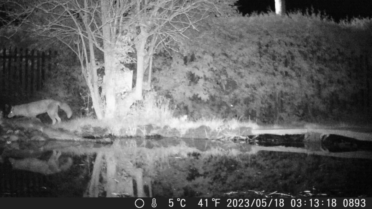 Fox by our pond at night