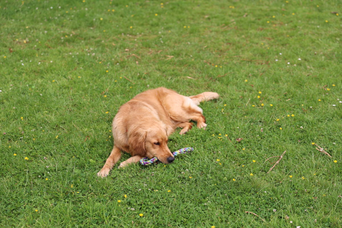 Chester playing