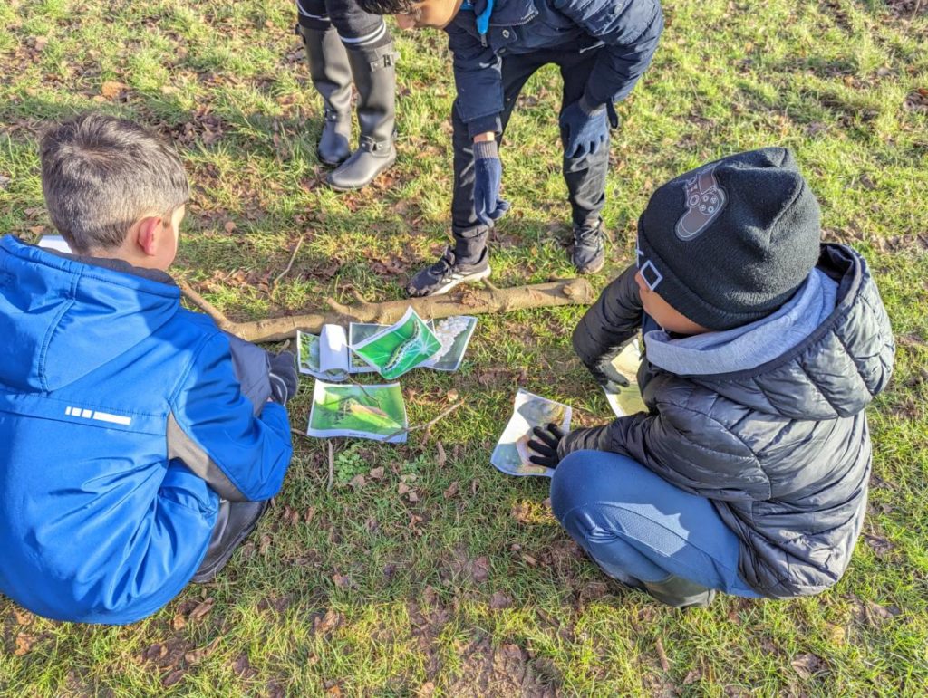 food-webs-ernesford-grange-primary-school